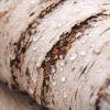 naturo_sok_z_brzozy_makro_kora_krople_klikdelikatesy.webp